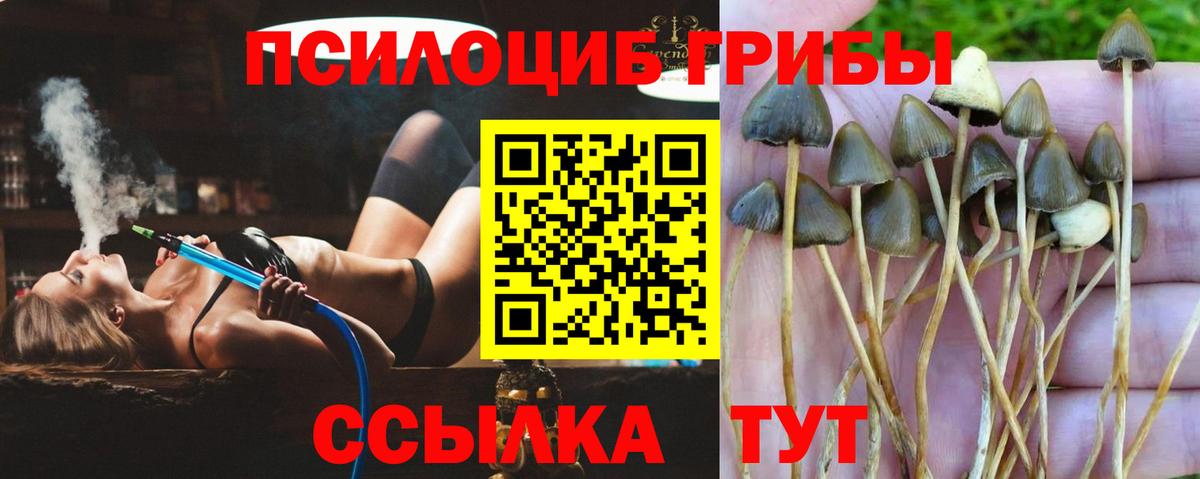 купить наркотик  Псилоцибиновые грибы Magic Shrooms  Муром  Галлюциногенные грибы Magic Shrooms 